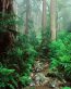 Forest and Trees Vinyl Wall Decals 136