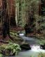 Forest and Trees Vinyl Wall Decals 063