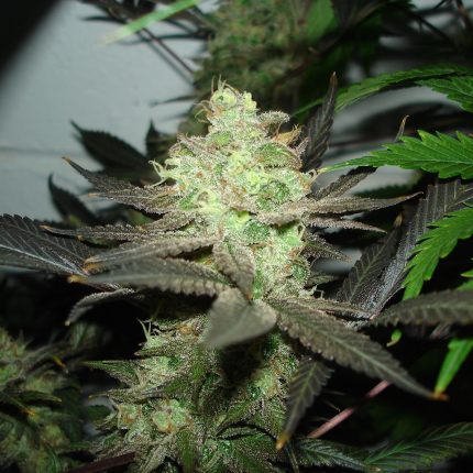 Bud Picture 11