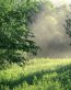 Forest and Trees Vinyl Wall Decals 067