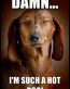 FUNNY REDNECK HOT DOG STICKER