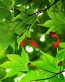 Spring TIme Vinyl Wall Decals 16