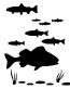 Fish Tank Decal