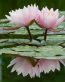 Flowers and Plants Vinyl Wall Art 094