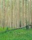 Forest and Trees Vinyl Wall Decals 004