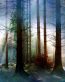 Forest and Trees Vinyl Wall Decals 120