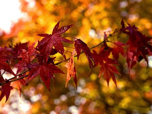 Fall Colors Adhesive Wall Graphics 66