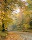 Fall Colors Adhesive Wall Graphics 29