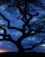 Forest and Trees Vinyl Wall Decals 090