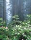 Forest and Trees Vinyl Wall Decals 084