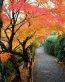Fall Colors Adhesive Wall Graphics 11