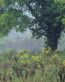 Forest and Trees Vinyl Wall Decals 097