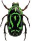 Green Beetle Sticker1