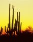 Sand and Deserts Vinyl Wall Graphics 27