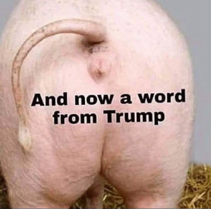 tRump Now a word from PIG RUMP sticker