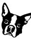 Boston Terrier Decal CUTE FACE 2