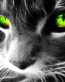 Cat wall and window decals 1