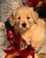 Dog Vinyl Wall Graphics 01