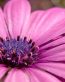 Flowers and Plants Vinyl Wall Art 043