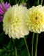 Flowers and Plants Vinyl Wall Art 082