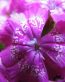 Flowers and Plants Vinyl Wall Art 166