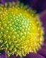 Flowers and Plants Vinyl Wall Art 236