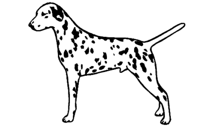 029 Dalmation Decal