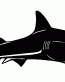 Shark Decal