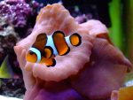 clown fish color fish decal 1