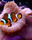 clown fish color fish decal 1