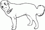 Dog Breed Decal 52