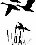 Duck Hunting Decal Sticker 34