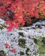 Fall Colors Adhesive Wall Graphics 22