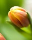 Flowers and Plants Vinyl Wall Art 115