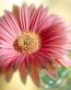 Flowers and Plants Vinyl Wall Art 206
