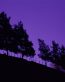 Forest and Trees Vinyl Wall Decals 091