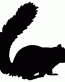 squirrel decal 5