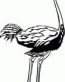 Bird Decals -14