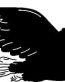 Bird Decals 24