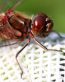 Bugs Up Close 45