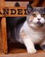 Cat Vinyl Wall Graphics 07
