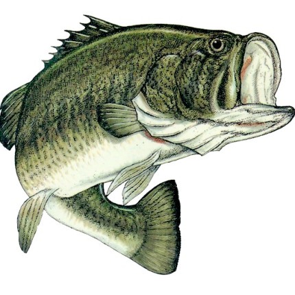 Color Fish Decal 3 Large mouth Bass