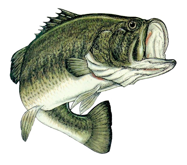 Bass Large Mouth Logo Hunting Window Decal Sticker