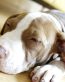 Dog Vinyl Wall Graphics 15