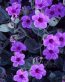 Flowers and Plants Vinyl Wall Art 178
