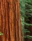 Forest and Trees Vinyl Wall Decals 042