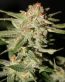Green Crack Bud Decal