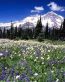 Mountain Scenes Wall Art Decals 139