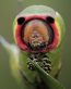 Bugs Up Close 66
