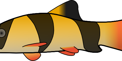 Clown Loach color fish sticker